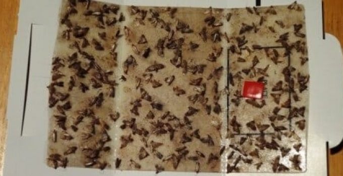 Catchmaster Pantry Moth Traps